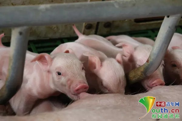 刚分娩出来的小猪在吮吸在母乳.中青网通讯员 林丽专 摄