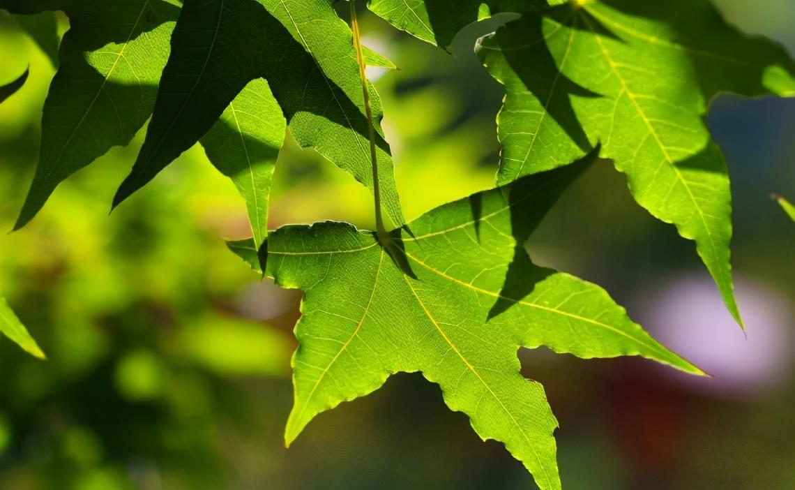 越自律,越成功:你不是迷茫,你只是自制力不強